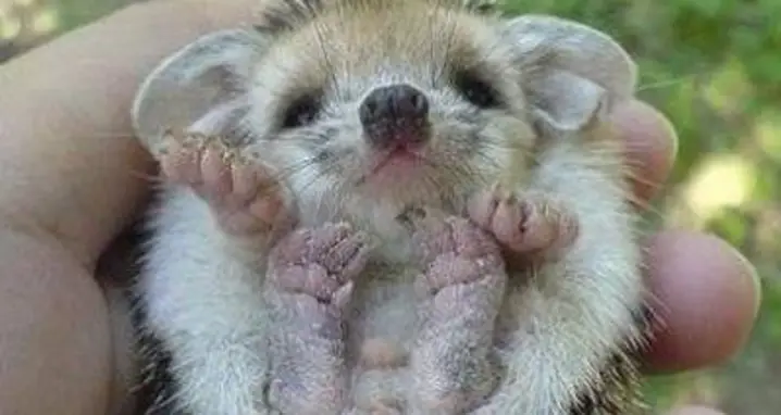 Hand-Sized Baby Hedgehog