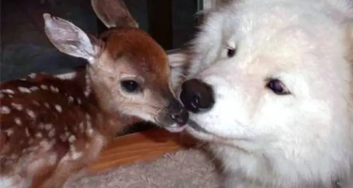 Dog And Fawn Become Friends