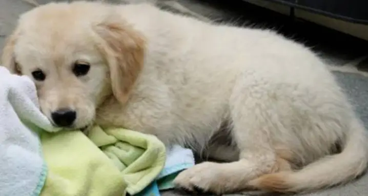 Your Daily Dose Of Cute: Golden Retriever Puppy