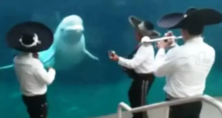 Mariachi Serenades A Beluga Whale