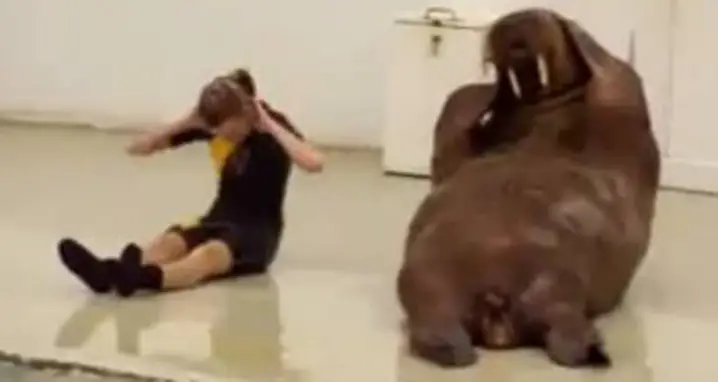 Walrus Workout