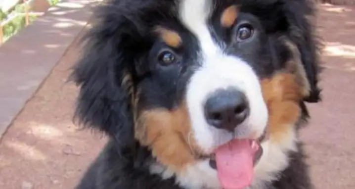 Bernese Mountain Dogs Are The Height Of Cute