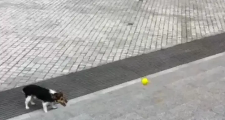 Dog Learns How To Play Catch With Himself