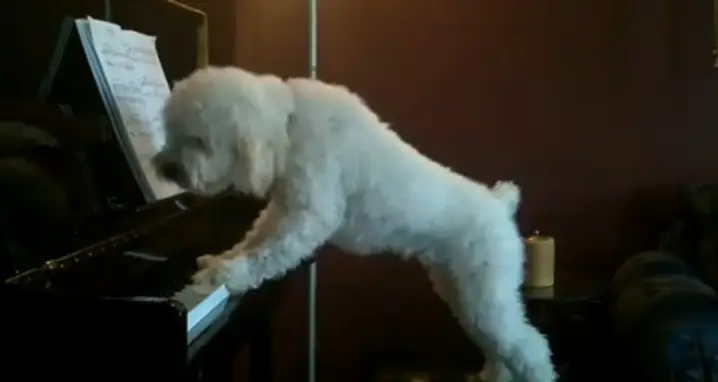 Doggy Composer