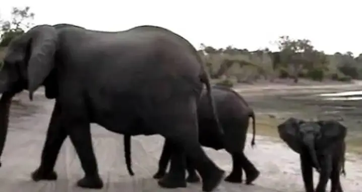 Sneezing Baby Elephant
