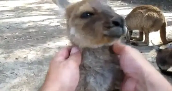 Petting A Baby Kangaroo