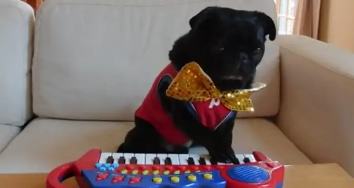 Pug Plays The Keyboard