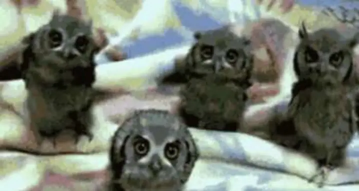 Owl Quartet