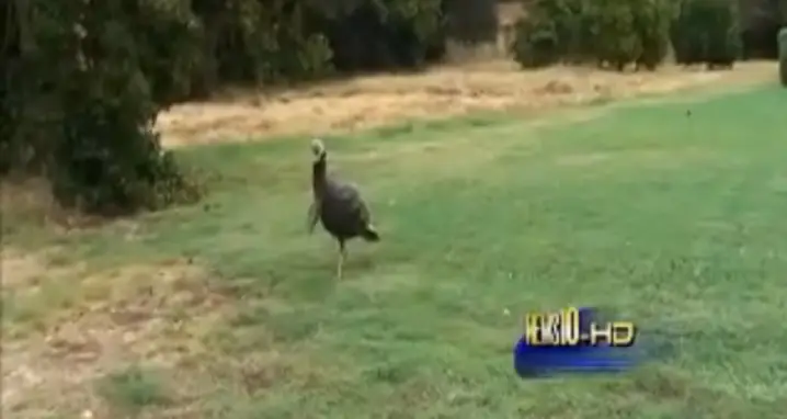 Woman Freaks Out… Because Of A Turkey