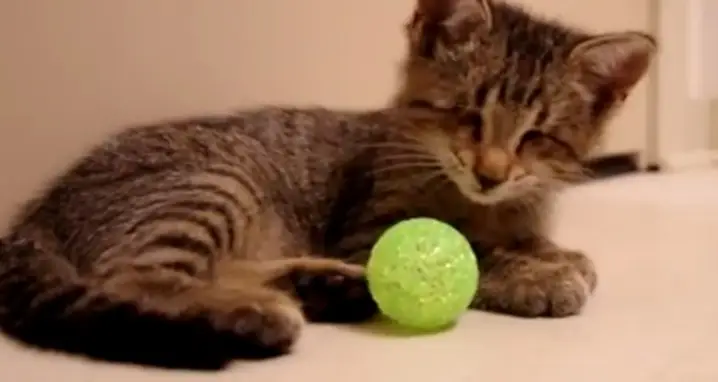 Blind Kitten Plays With Its First Toy