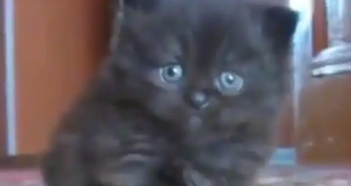Cutest Sad Kitten Ever