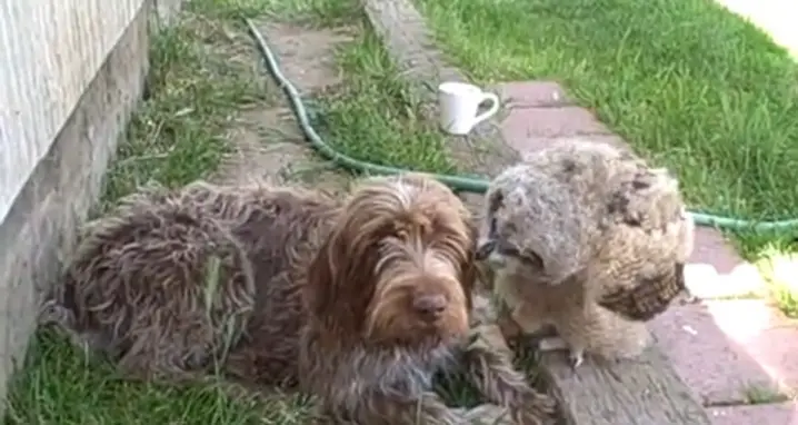 Owl And Dog, Best Friends Forever