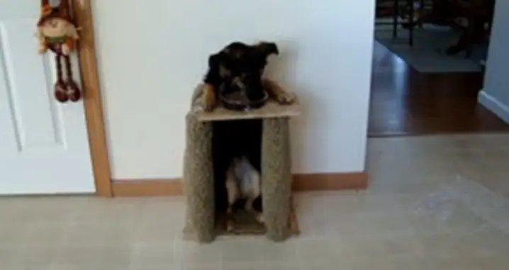 Dog Eats On His Chair