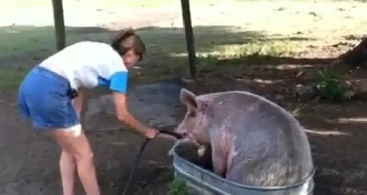Cooling Off The Pig