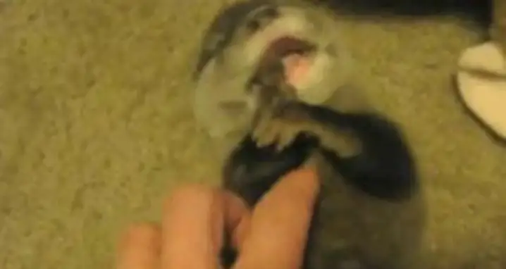 Tickling A Baby Otter