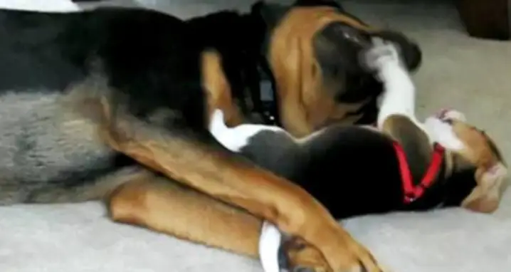 Beagle Puppy Ferociously Mauls Rottweiler