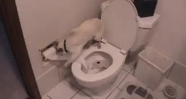 Cat Learns To Use The Toilet