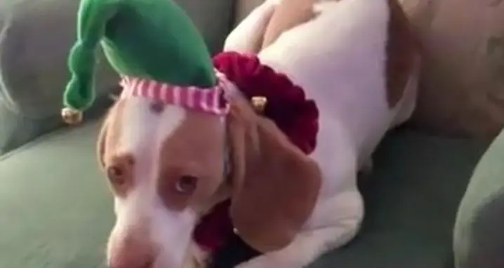 This Dog Really Hates Christmas