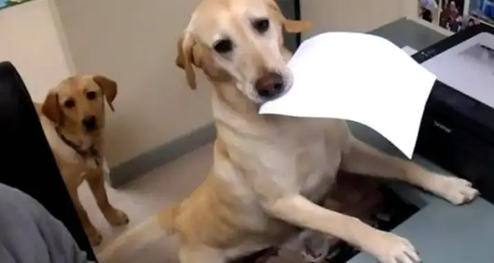Yellow Labrador Trained To Give Receipts