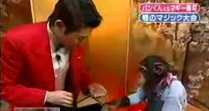 Showing Magic Tricks To A Chimpanzee