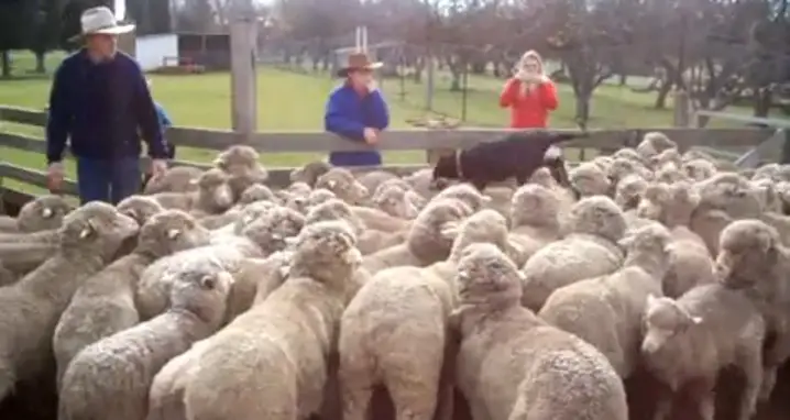 Enterprising Dog Walks On Sheep