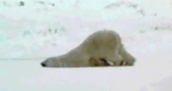 Polar Bear Monday Mornings
