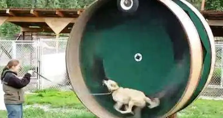 A Gigantic Exercise Wheel For An Alaskan Husky