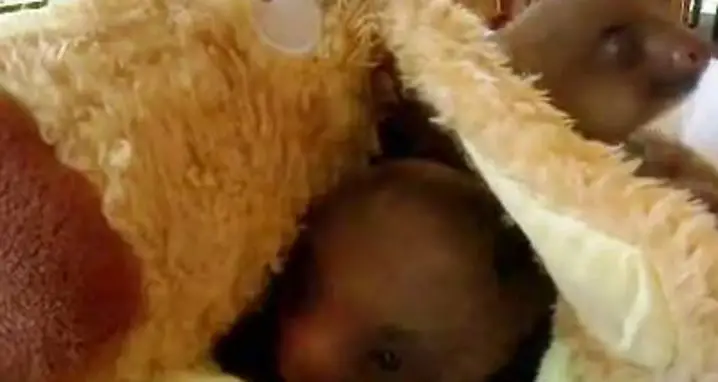 Baby Sloths Get Swaddled