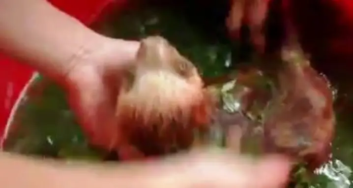Bathing A Baby Sloth