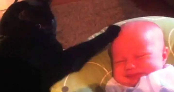 Cat Comforts Crying Baby To Sleep