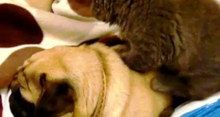 A Cat Gives A Pug A Massage