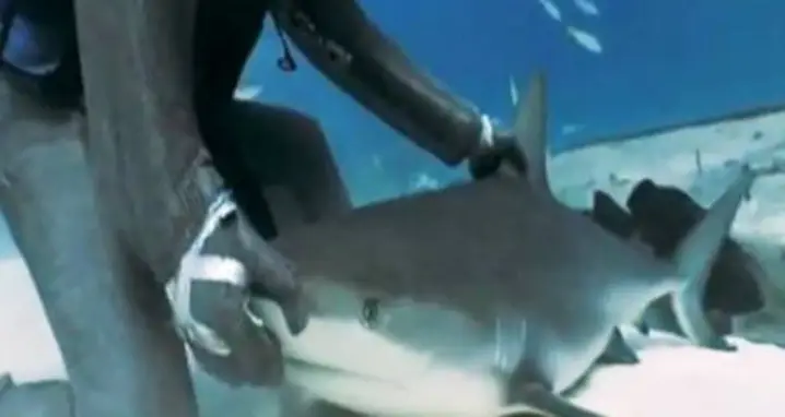 Diver Hypnotizes Sharks