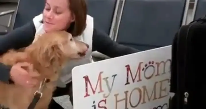 Dog Cries After Reuniting With Soldier Owner