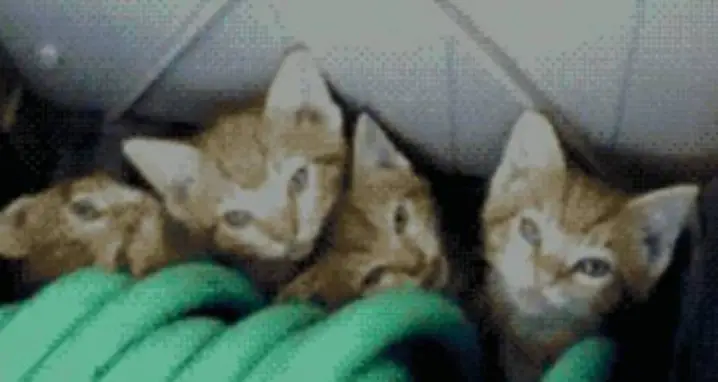 Hidden Kittens
