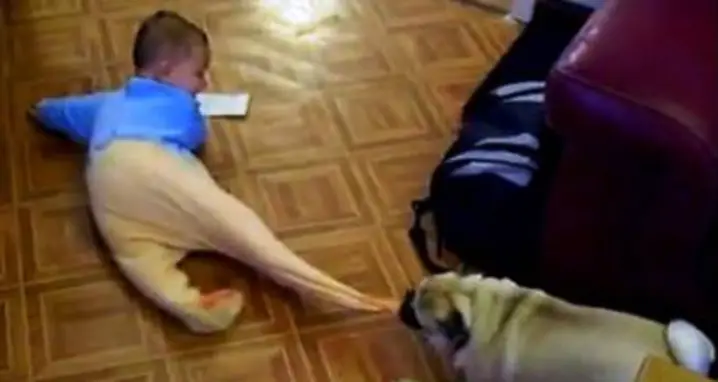 Pug And Baby Have Adorable Playtime