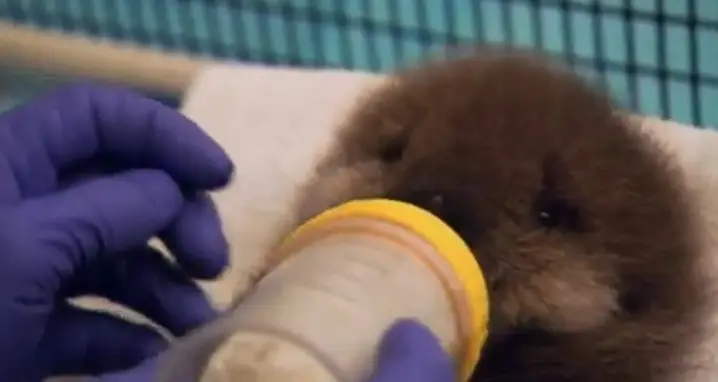 Baby Otter Squeaks When Introduced To Water