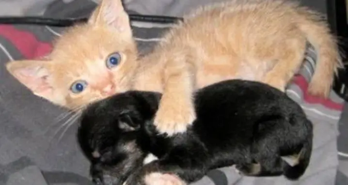 A Kitten & Puppy Friendship