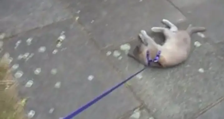 Dragging The Cat For A Walk