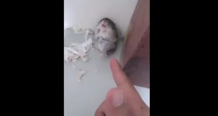 Adorable Hamster Shot! (With Happy Ending)