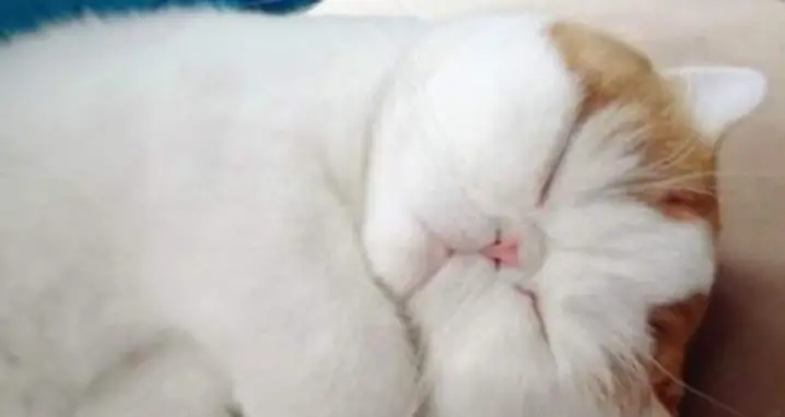 Meet The Cutest Cat Ever: Snoopy The Cat