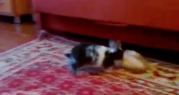 The Cutest Wrestling Match Ever
