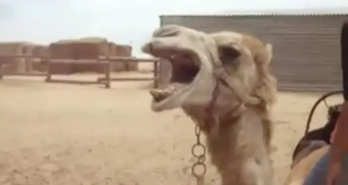 The Death Metal Camel
