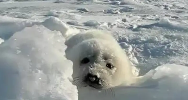 Baby Seal Makes Adorable Noises