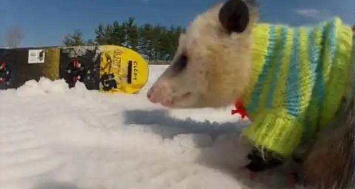 A Snowboarding Opossum