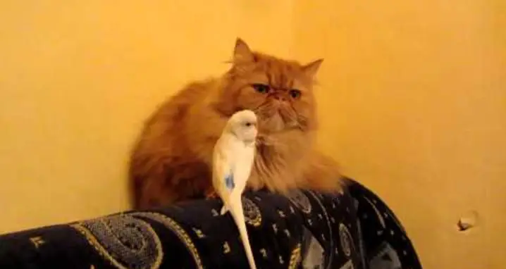 Parrot Hilariously Messes With Cat