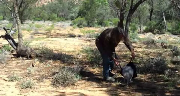 How To Catch A Kangaroo