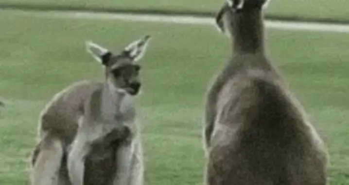 Kangaroos, Just Like Humans