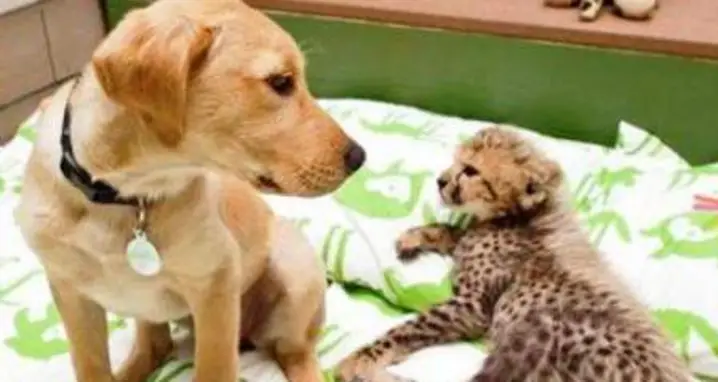 A Leopard And Dog Become Life Long Friends