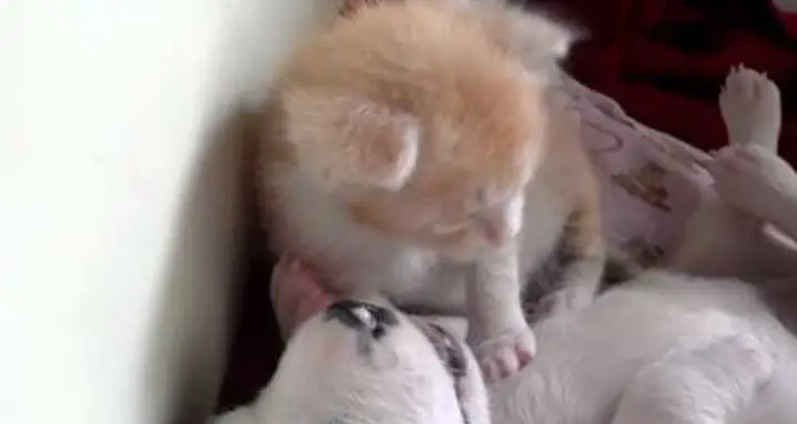 A Bulldog Puppy & Kitten Friendship