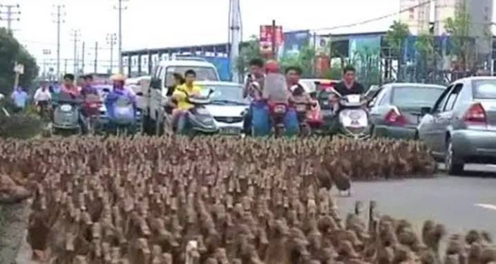5,000 Ducks Go For A Walk